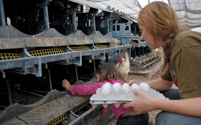 איסוף ביצים בלול תרנגולות (צילום: Rachael Cerrotti/Flash90)