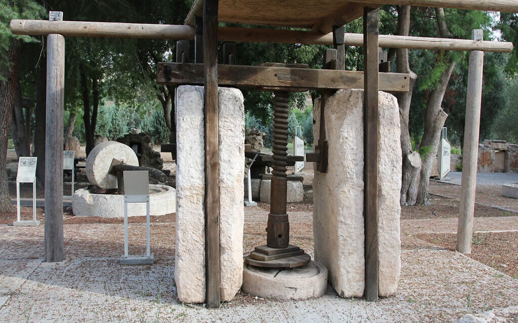 מכבש בורג עתיק בגן הארכיאולוגי גבעת ישעיהו, ביער במרכז ישראל (צילום: שמואל בר-עם)