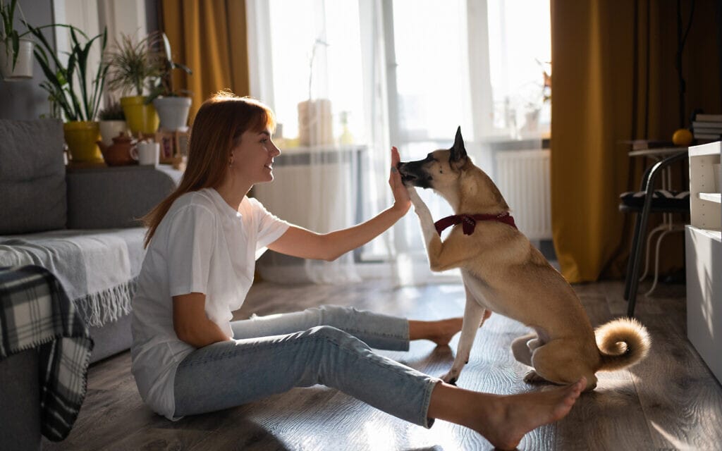 אילוסטרציה: אילוף כלבים (צילום: iStock-Niyaz_Tavkaev)