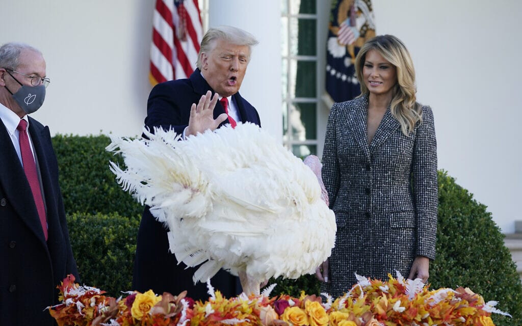 דונלד טראמפ מעניק חנינה לתרנגול הודו לכבוד חג ההודייה, 24 בנובמבר 2020 (צילום: AP Photo/Susan Walsh)