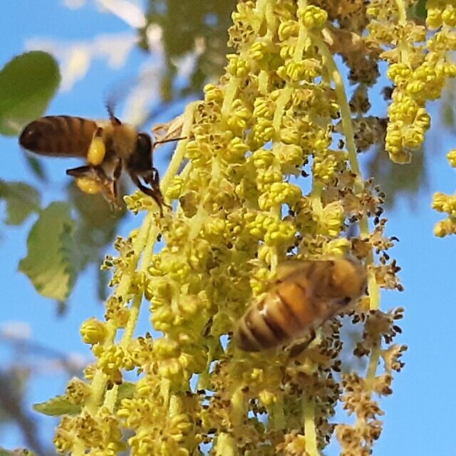 עוקץ של דבורים משמש כבר אלפי שנים לטיפול בדלקות כרוניות
