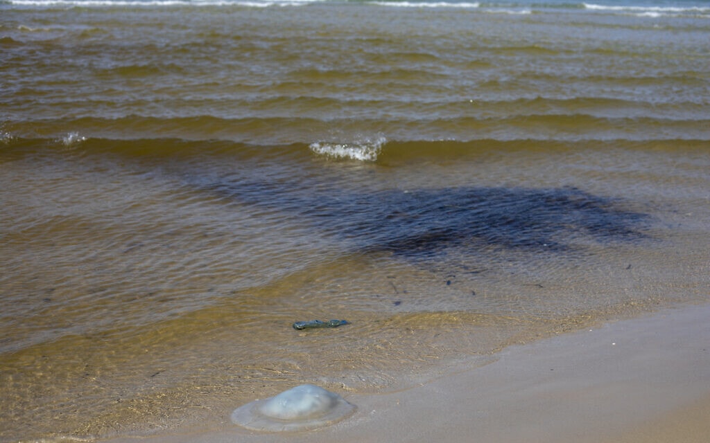 מדוזה מתה וכתם זפת גדול בחוף הים במכמורת, 23 בפברואר 2021 (צילום: AP Photo/Ariel Schalit)