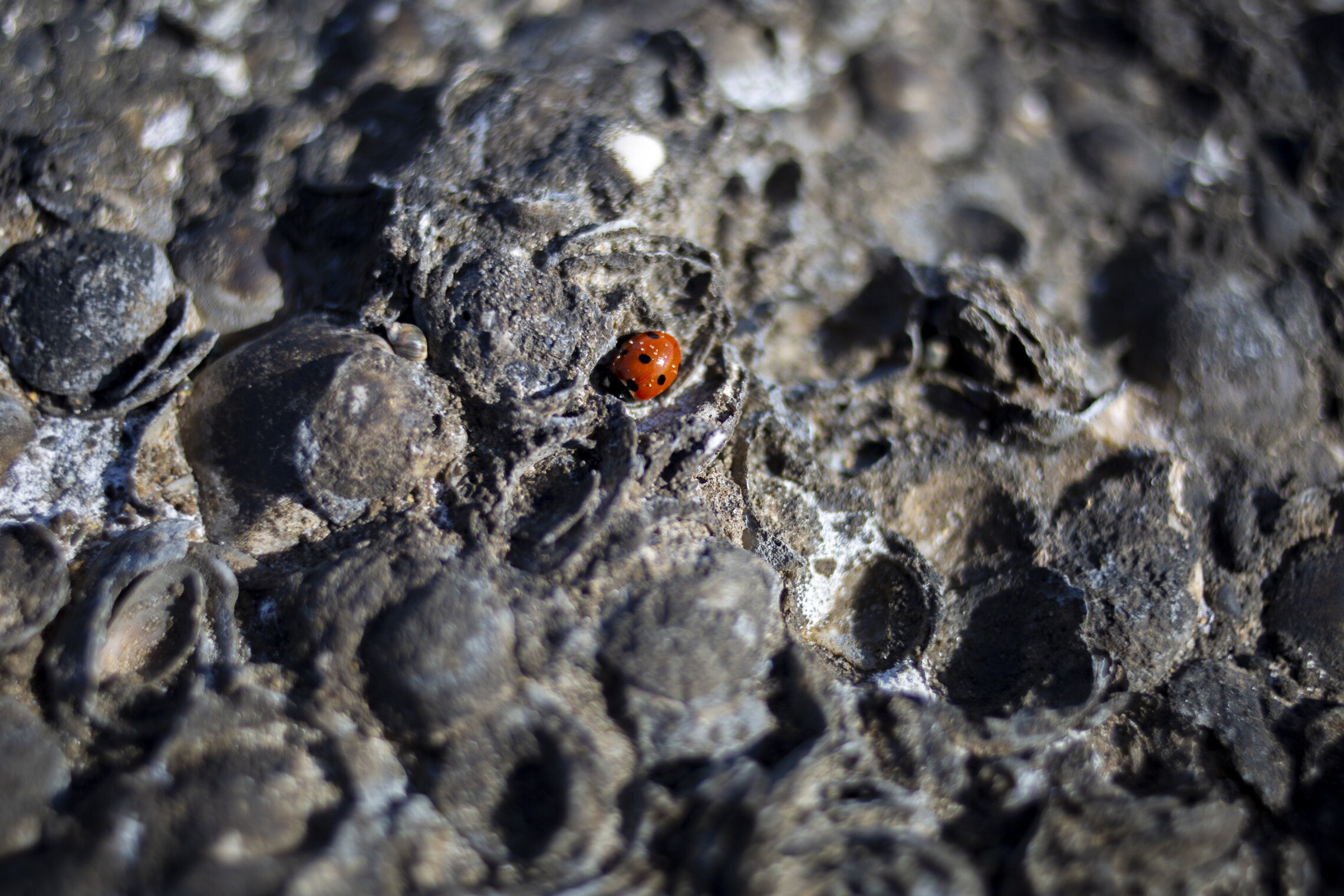 חיפושית על סלעים מכוסים בזפת, 23 בפברואר 2021 (צילום: AP Photo/Ariel Schalit)