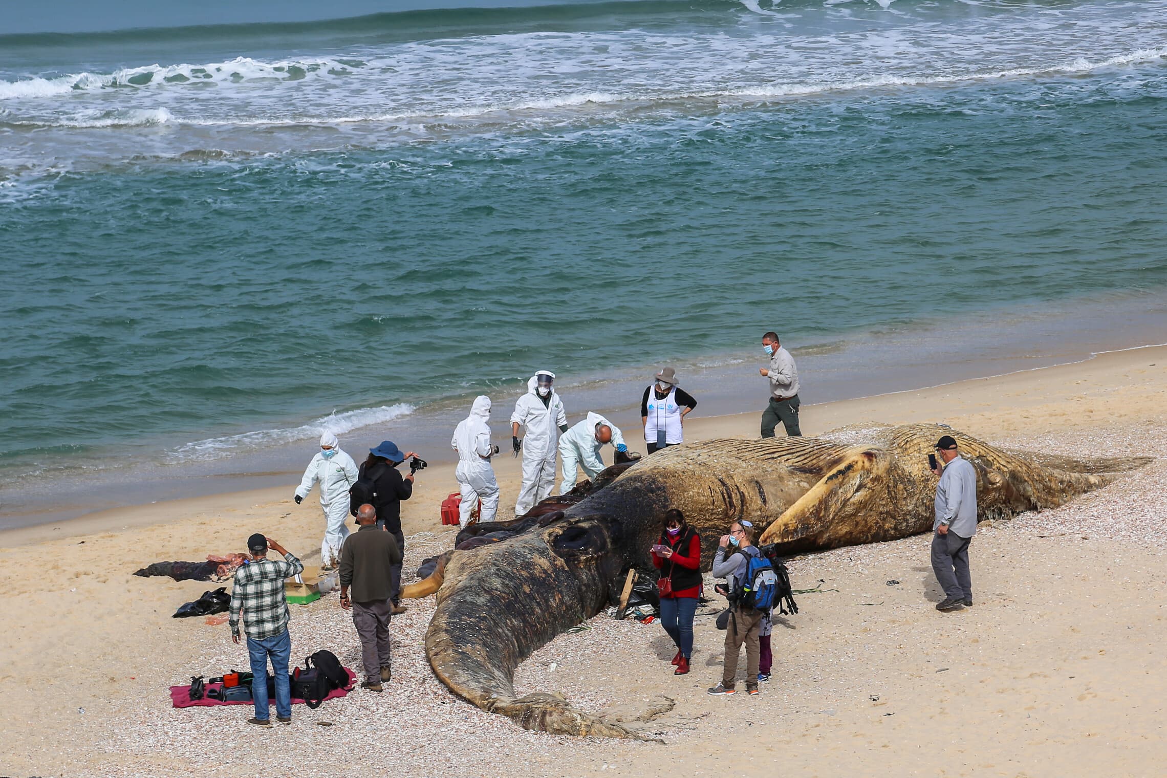 גופת הלווייתן המת בחוף ניצנים, 21 בפברואר 2021 (צילום: פלאש90)