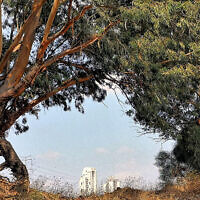 עצי אקליפטוס ותיקים בראשון לציון (צילום: ישראל פרקר, פיקיויקי)