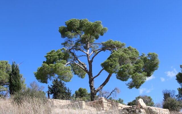עץ אורן בהר הרוח שבירושלים (צילום: שמואל בר-עם)