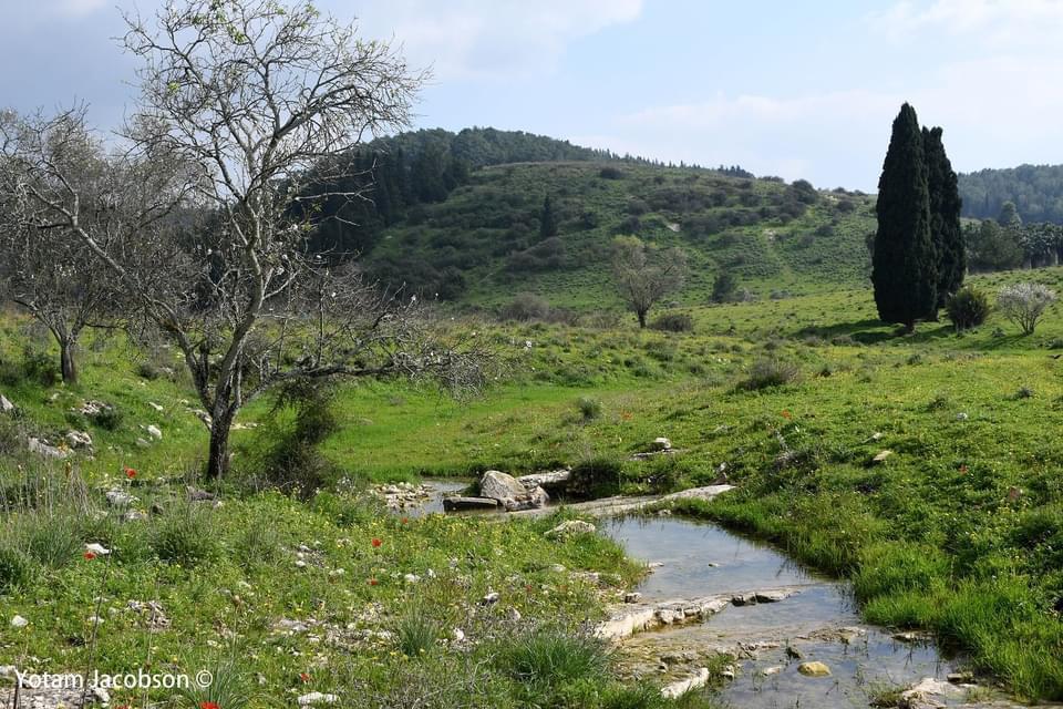 נחל מפעפע בעמק השלום (צילום: יותם יעקבסון, מטה המאבק להצלת עמק השלום)