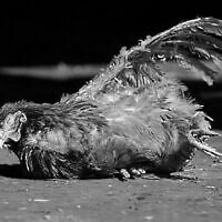 סינדרלה, תרנגולת שחולצה מלול והועברה למקלט, צילום מסך מסרטון של Never again