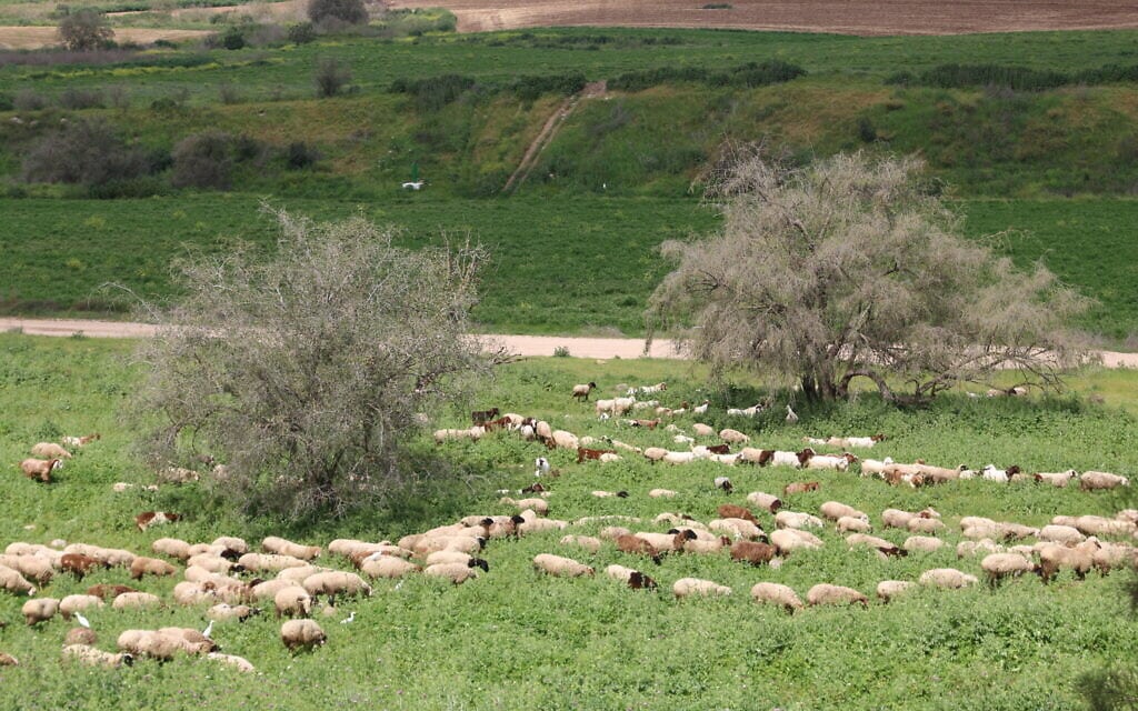 כבשים מלחכות עשב ואנפות תופסות טרמפ בכרי המרעה מתחת לתל צפית (צילום: שמואל בר-עם)