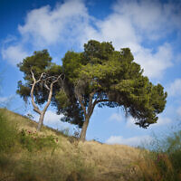 עץ על גבעת נפוליאון ברמת גן (צילום: משה שי/פלאש90)