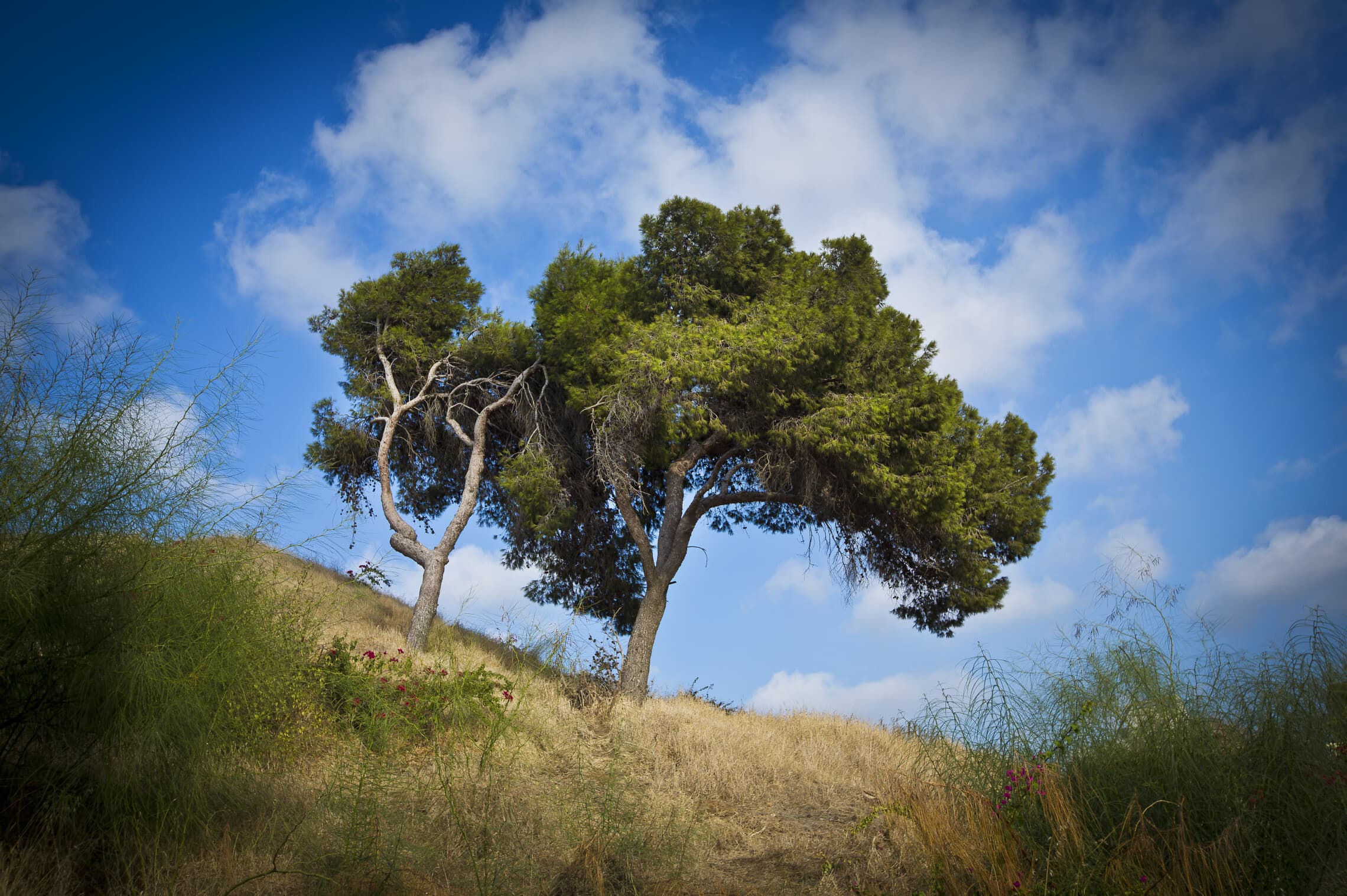 עץ על גבעת נפוליאון ברמת גן (צילום: משה שי/פלאש90)