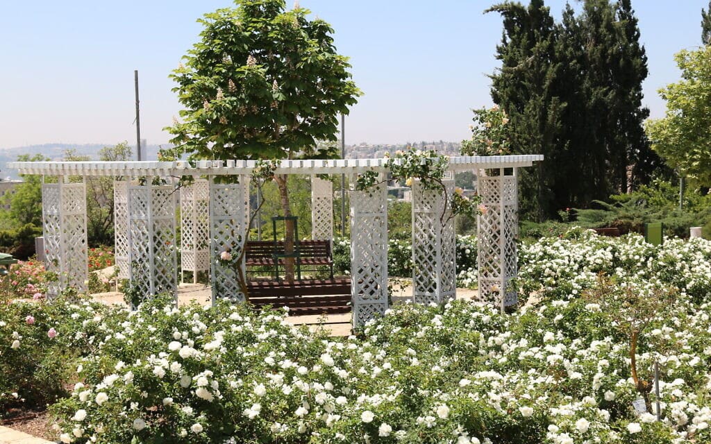 הגינה הצרפתית בגן וואהל לוורדים בירושלים, אפריל 2021 (צילום: שמואל בר-עם)