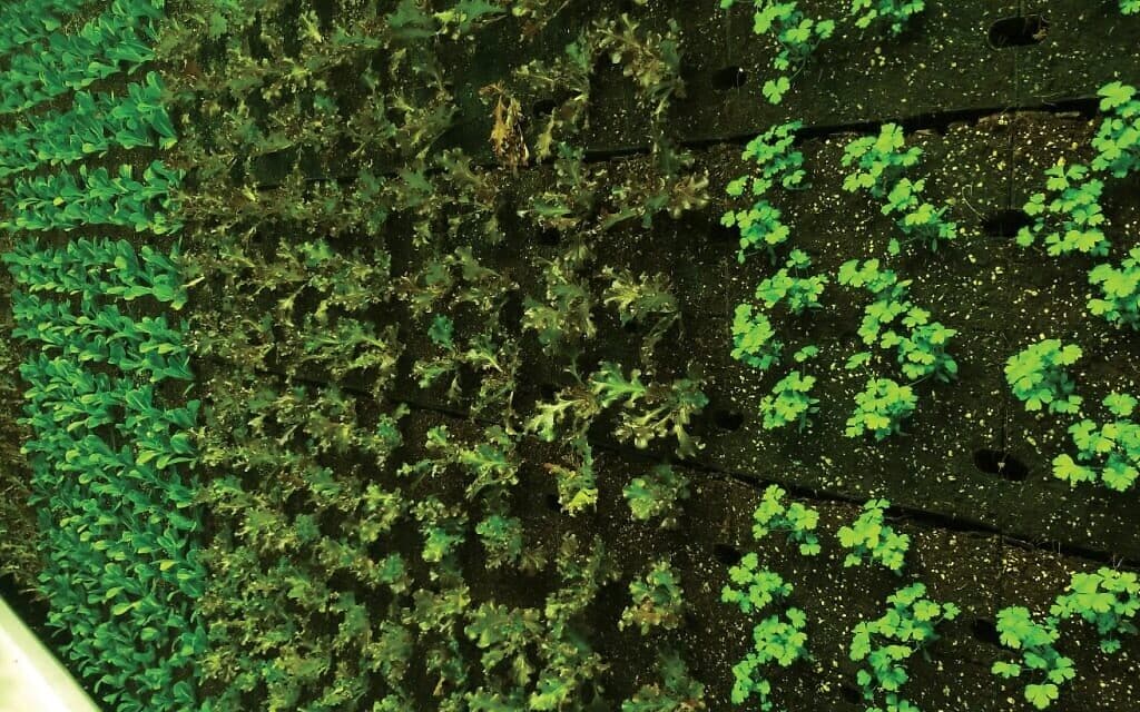 קיר ירקות אותנטי בחווה הניידת של ורטיקל פילד (צילום:  Vertical Field)