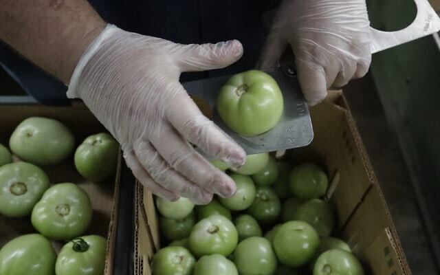 עגבניות לפני שליחתן לצרכנים בעיר פלורידה סיטי שבמדינת פלורידה, 5 בפברואר 2020 (צילום: Wilfredo Lee, AP)