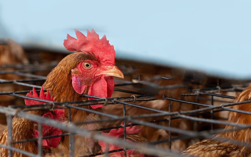 תרנגולת בתעשיית המזון, אילוסטרציה (צילום: iStock / comzeal)