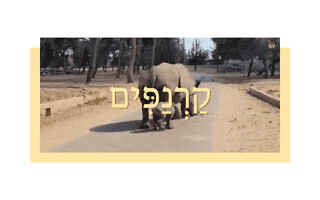 קַרְנַפִּים קַרְנַפִּים