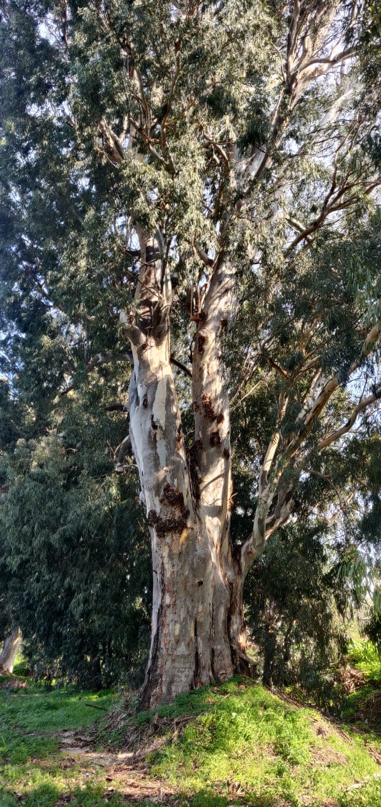 עץ אקליפטוס ותיק בגליל המערבי