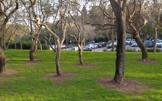 הדברה בתל אביב. קוטלי העשבים משמידים את כל מה שמסביב לעץ (צילום: אדם טבע ודין) הדברה בתל אביב. קוטלי העשבים משמידים את כל מה שמסביב לעץ (צילום: אדם טבע ודין)