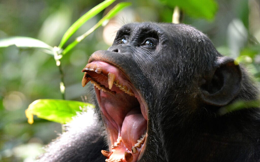שימפנזה אילוסטרציה (צילום: Brockswood /iStock)