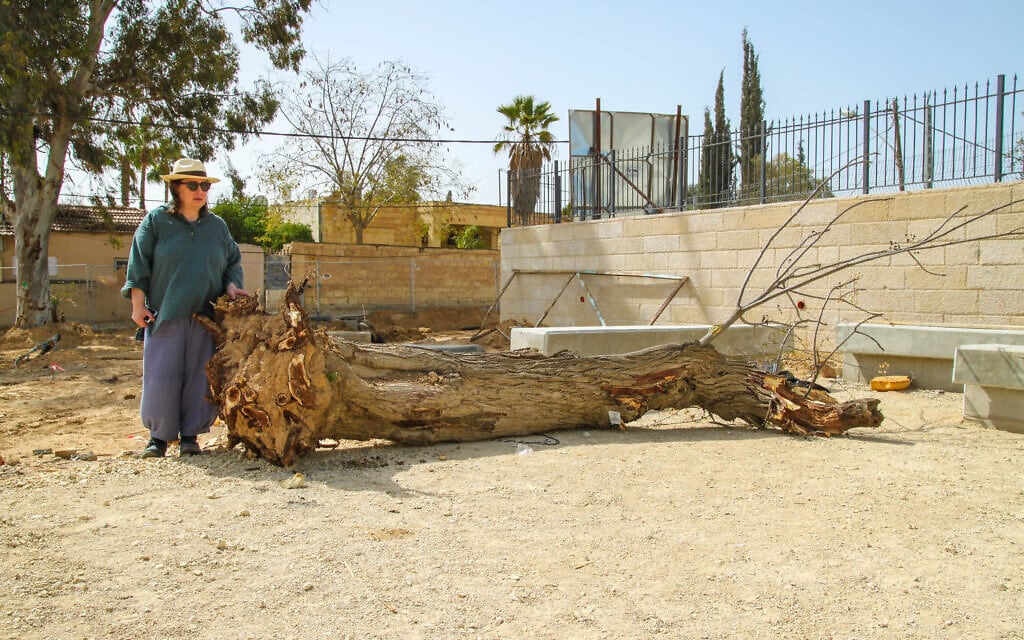 חביבה פדיה ליד העץ הכרות ליד ביתה בבאר שבע. ינואר 2019 (צילום: שחר בדולח)