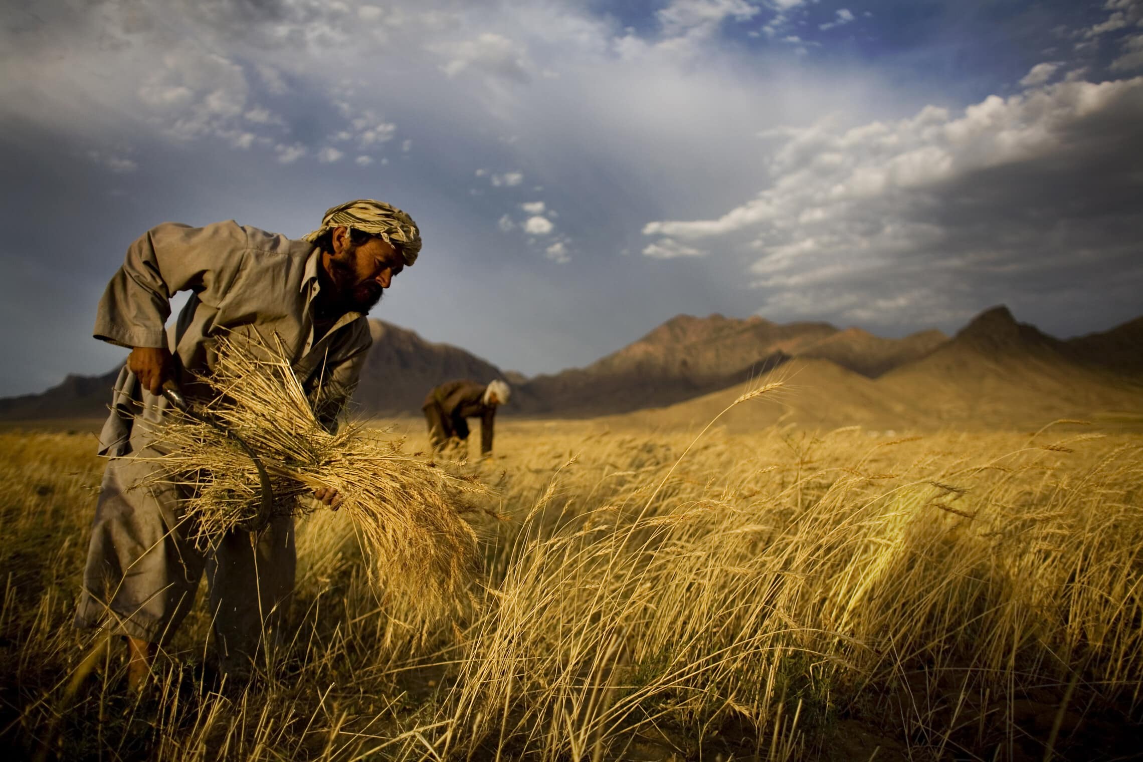 חקלאים אפגנים קוצרים חיטה בפאתי קאבול, 24 ביוני 2010 (צילום: AP Photo/Dusan Vranic)