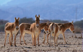 חמורי פרא בצפון. פקח של רט"ג הרג 7 במכה אחת (צילום: Doron Horowitz/Flash90) חמורי פרא בצפון. פקח של רט"ג הרג 7 במכה אחת (צילום: Doron Horowitz/Flash90)