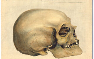 מתוך אוסף הגולגלות המצוירות של ד"ר סמואל מורטון ב-Pen Museum מתוך אוסף הגולגלות המצוירות של ד"ר סמואל מורטון ב-Pen Museum