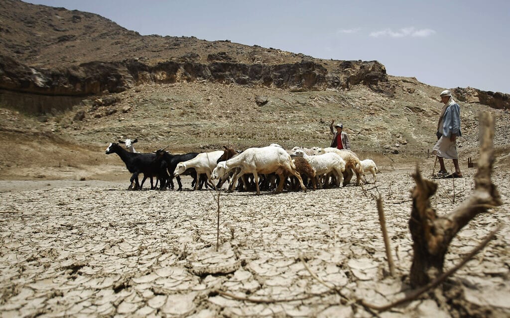 רועה צאן בתימן עובר עם העדר שלו באזור צחיח בפאתי צנעה (צילום: AP Photo/Hani Mohammed) רועה צאן בתימן עובר עם העדר שלו באזור צחיח בפאתי צנעה (צילום: AP Photo/Hani Mohammed)