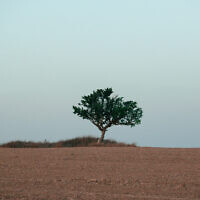 עץ (צילום: נעמה כספי)