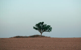 עץ (צילום: נעמה כספי) עץ (צילום: נעמה כספי)
