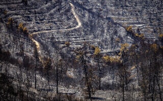 הטרסות בהרי ירושלים אחרי שרפת הענק, 18 באוגוסט 2021 (צילום: אוליבייה פיטוסי/פלאש90) הטרסות בהרי ירושלים אחרי שרפת הענק, 18 באוגוסט 2021 (צילום: אוליבייה פיטוסי/פלאש90)