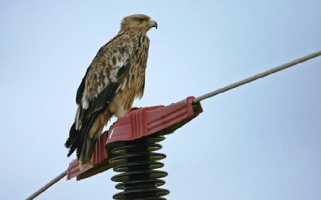 מכסה פלסטיק על עמוד חשמל מגן על הציפורים מהתחשמלות. אילוסטציה