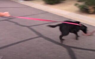 טיול עם כלב, אילוסטרציה, (צילום מסך מתוך סרטון של Modern Canine Vlog) טיול עם כלב, אילוסטרציה, (צילום מסך מתוך סרטון של Modern Canine Vlog)