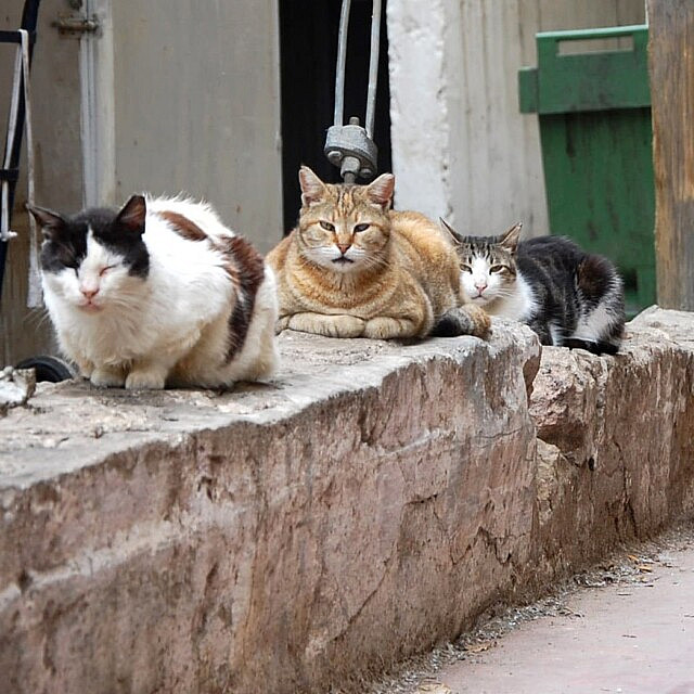 חתולי רחוב בתל אביב, אילוסטרציה (צילום: פלאש90)