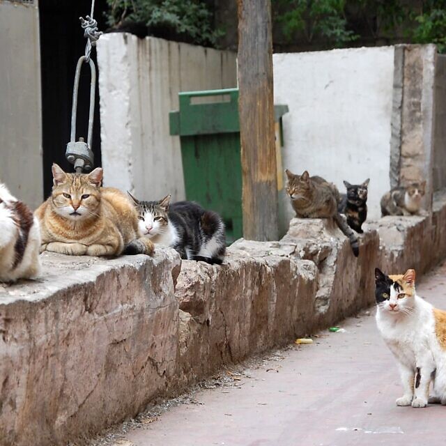 חתולי רחוב בתל אביב, אילוסטרציה (צילום: פלאש90)