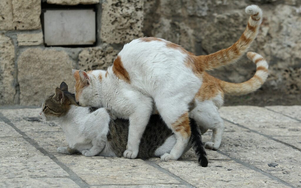 חתולים זכרים רבים על חתולה מיוחמת בירושלים, אילוסטרציה (צילום: משה שי/פלאש90)