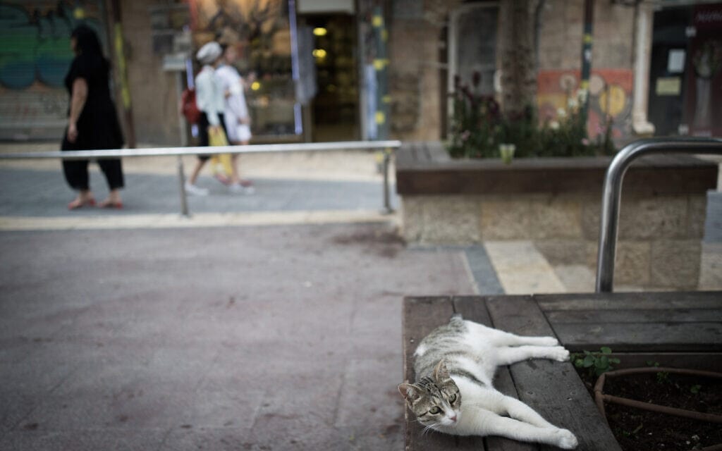 חתול בירושלים. גם אם יהיה תקציב לעיקור וסירוס, אין מספק גורמים שיבצעו את הלכידות והניתוחים (צילום: Yonatan Sindel/Flash90)