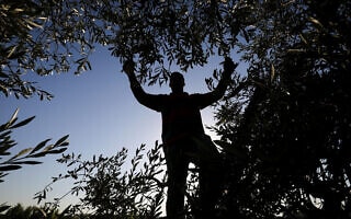 איסוף זיתים במחנה הפליטים הפלסטיני אל בורג' במרכז רצועת עזה בעונת המסיק, ספטמבר 2021 (צילום: Abed Rahim Khatib/Flash90) איסוף זיתים במחנה הפליטים הפלסטיני אל בורג' במרכז רצועת עזה בעונת המסיק, ספטמבר 2021 (צילום: Abed Rahim Khatib/Flash90)