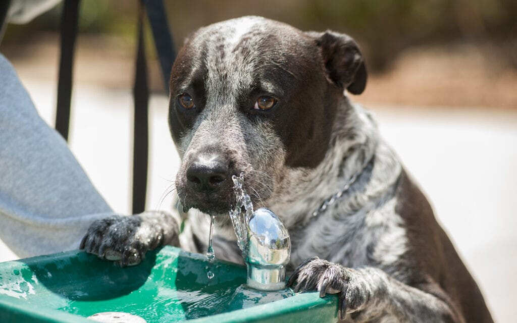 כלב שותה מברזייה ציבורית. אילוסטרציה (צילום: iStock)