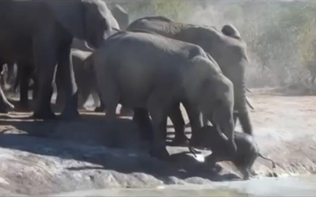 עדר פילים מחלץ גור פילים, צילום מסך מסרטון של Latest Sightings