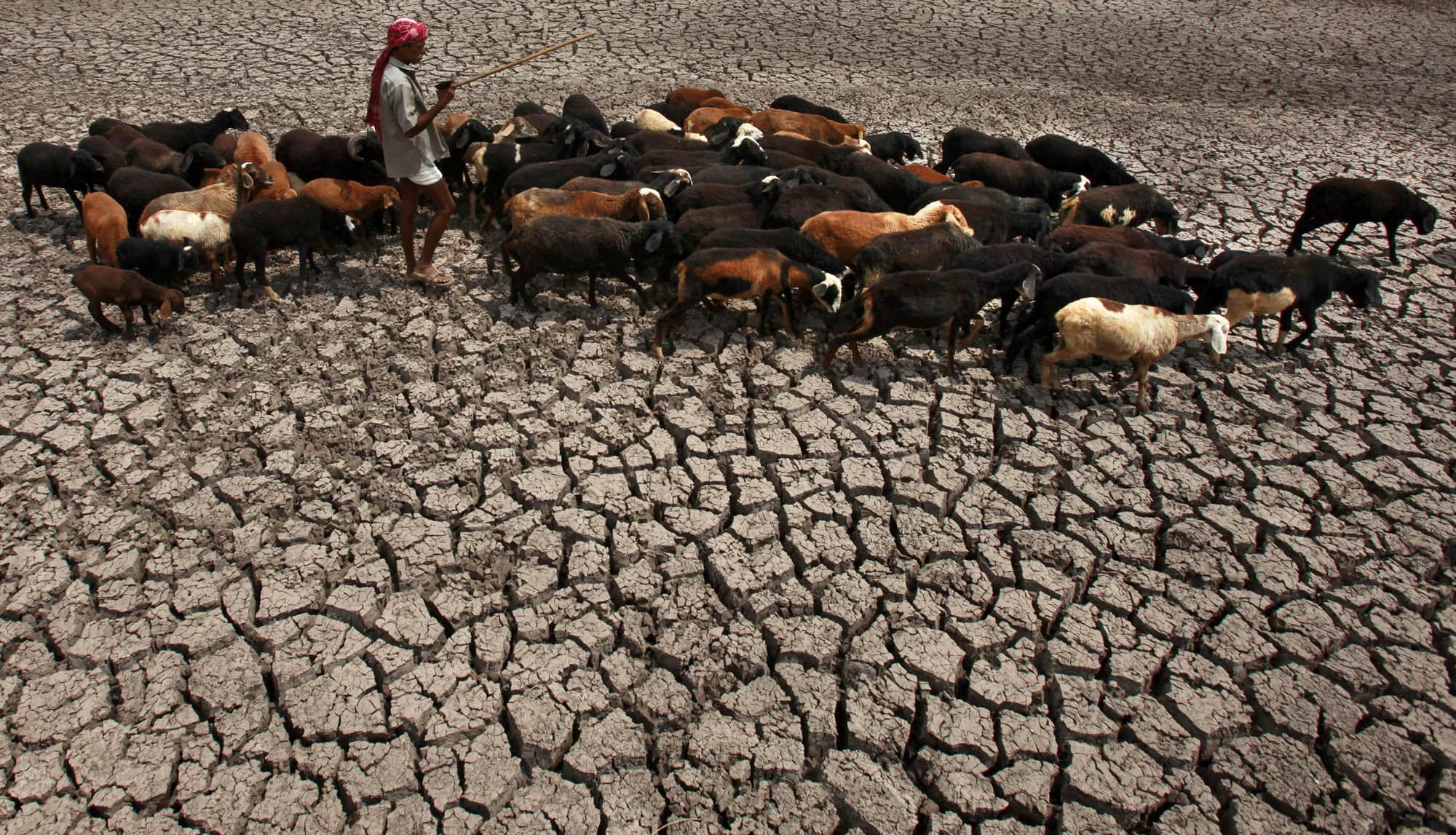 הודו מתייבשת: רועה צאן חולף על פני מאגר מים שיבש לחלוטין בהידרבאד, 14 באפריל 2021 (צילום: AP Photo/Mahesh Kumar A)