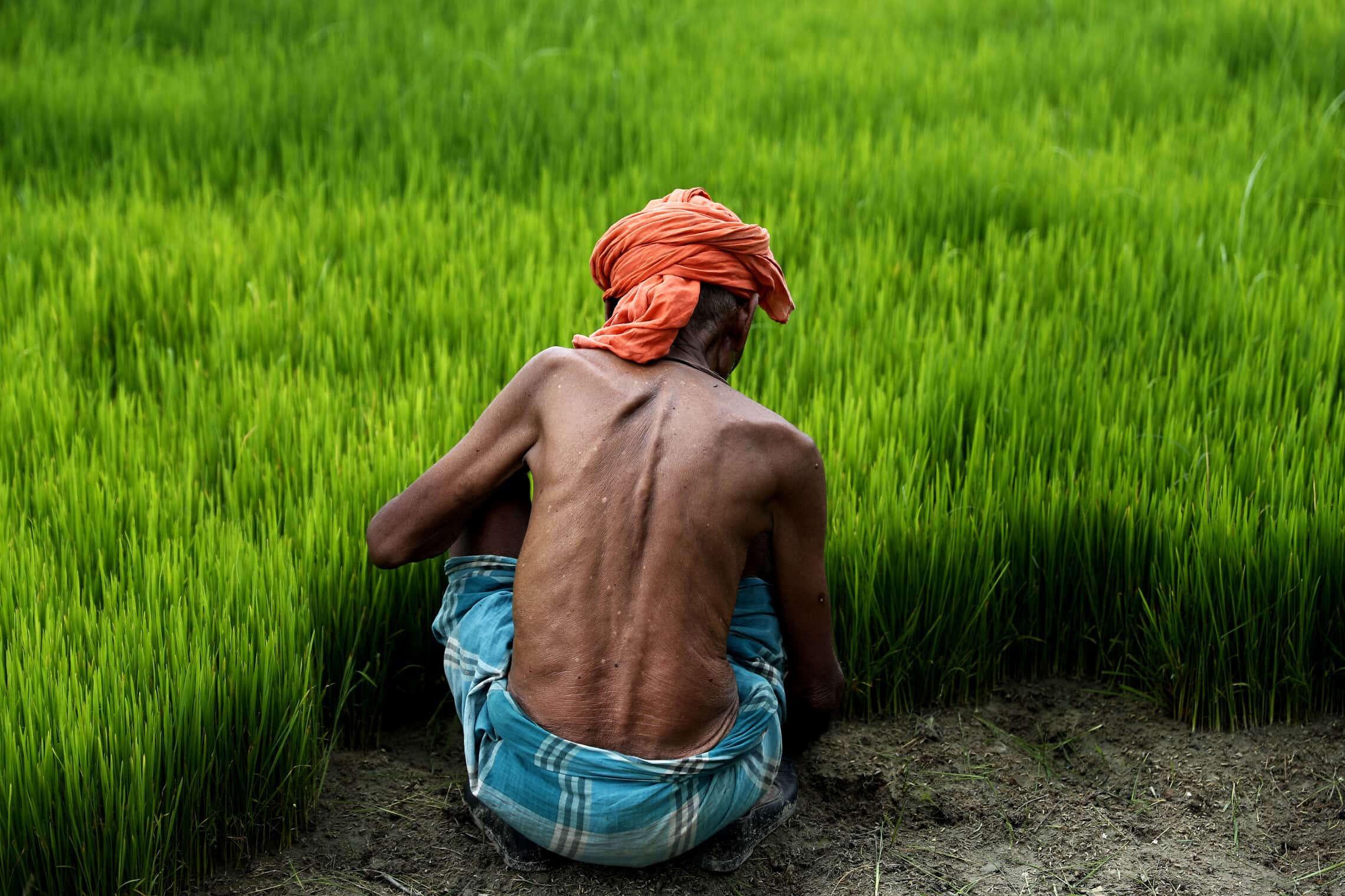 חקלאי הודי בחלקה שלו בכפר טיורי במדינת אוטר פרדש, 10 ביולי 2021