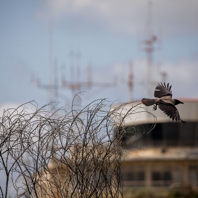 ציפור חולפת על פני בניין הטרמינל הנטוש של נמל התעופה עטרות (צילום: יונתן זינדל/פלאש90)