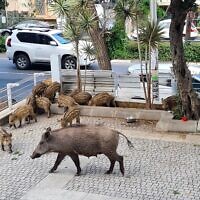 חזירי בר, אם וגוריה, בשדרות מוריה בחיפה, אפריל 2021 (צילום: יעל הורוביץ, חי פה - חדשות חיפה)