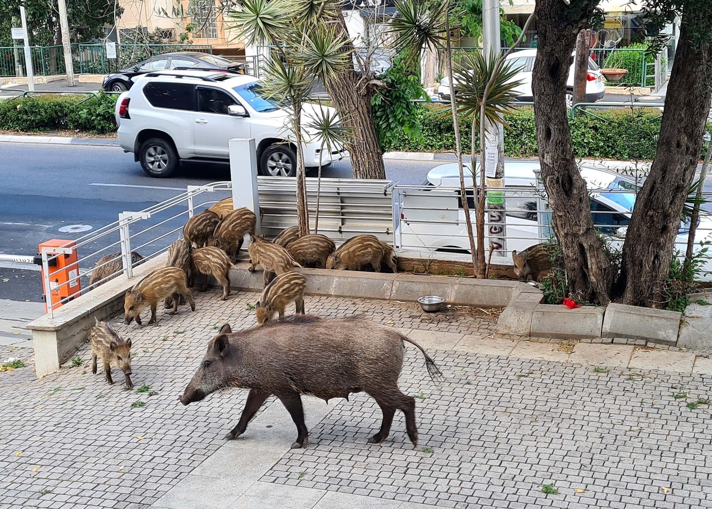 חזירי בר, אם וגוריה, בשדרות מוריה בחיפה, אפריל 2021 (צילום: יעל הורוביץ, חי פה - חדשות חיפה)