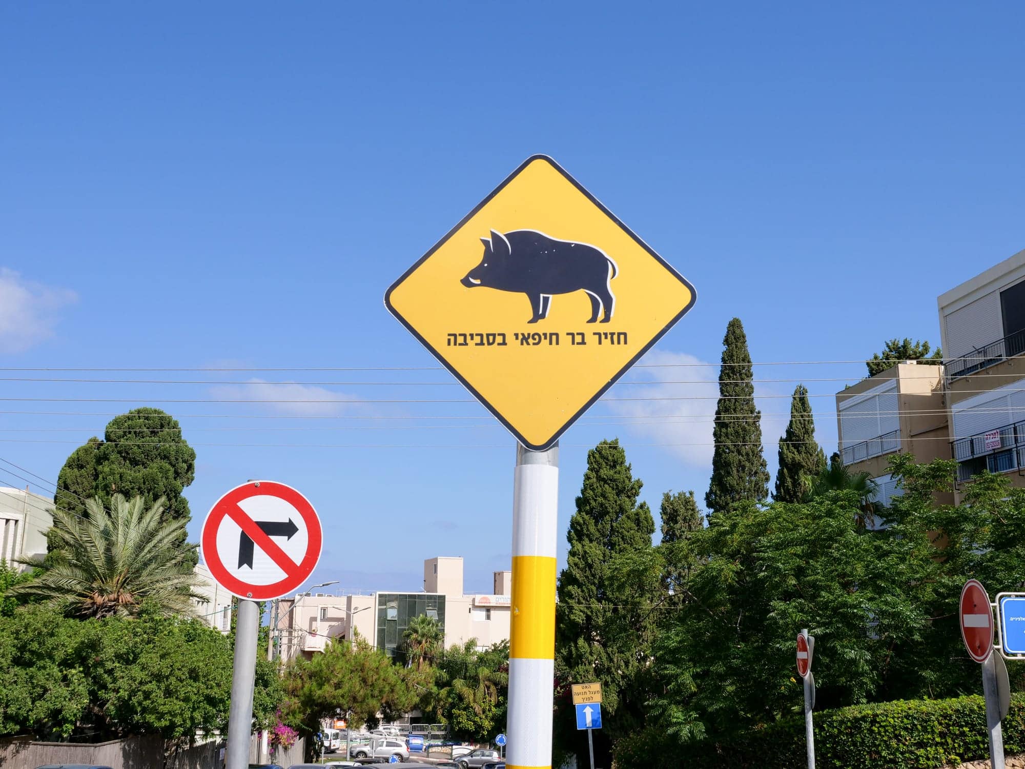 תמרור שלכאורה אמור להזהיר על קיומם של חזירי בר ברחובות חיפה (צילום:  iStock)