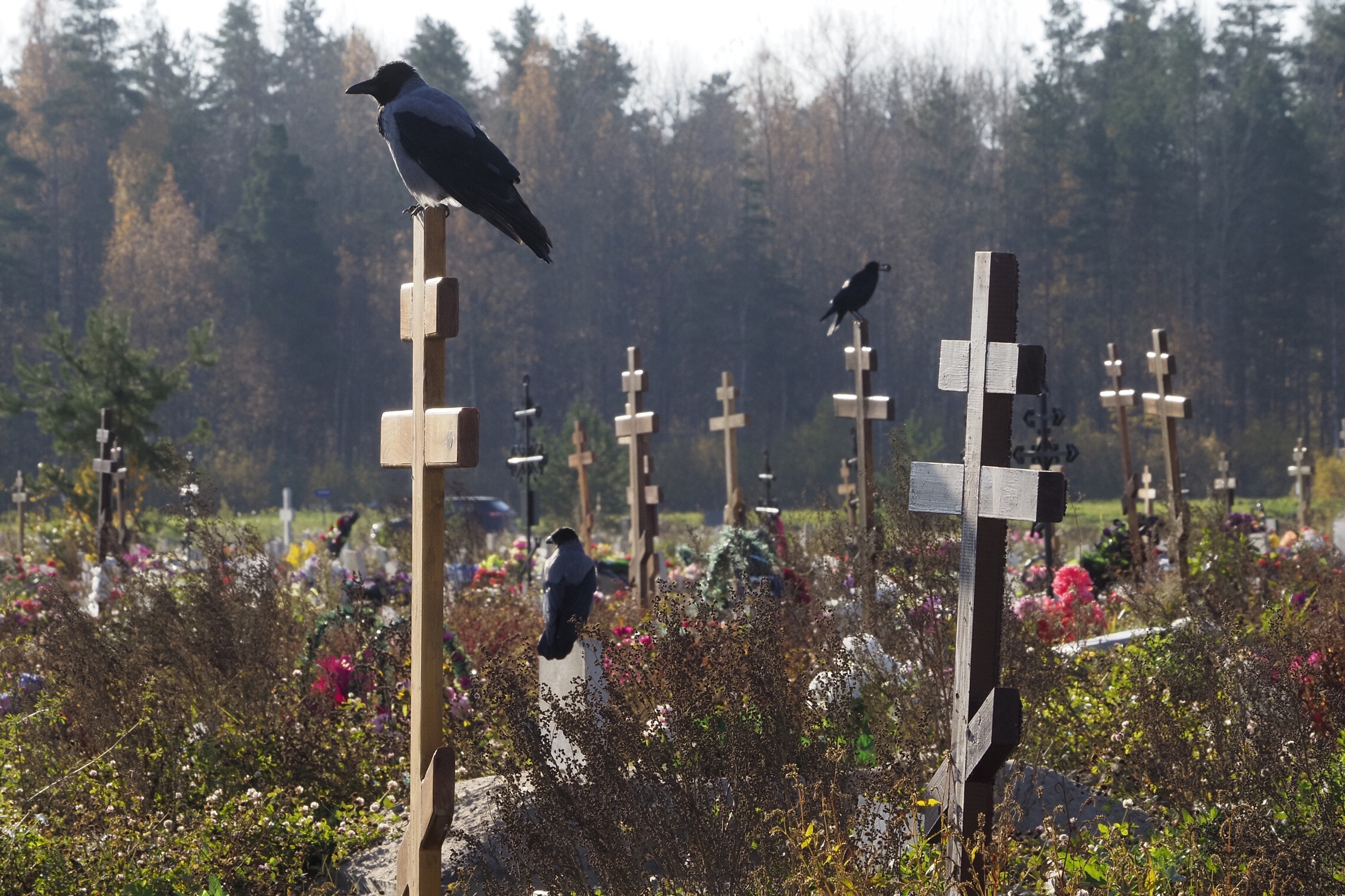 חלקת קברות של קורבנות נגיף הקורונה בקולפינו, בפאתי סנט פיטרסבורג ברוסיה, 12 באוקטובר 2021 (צילום: AP Photo/Dmitri Lovetsky)