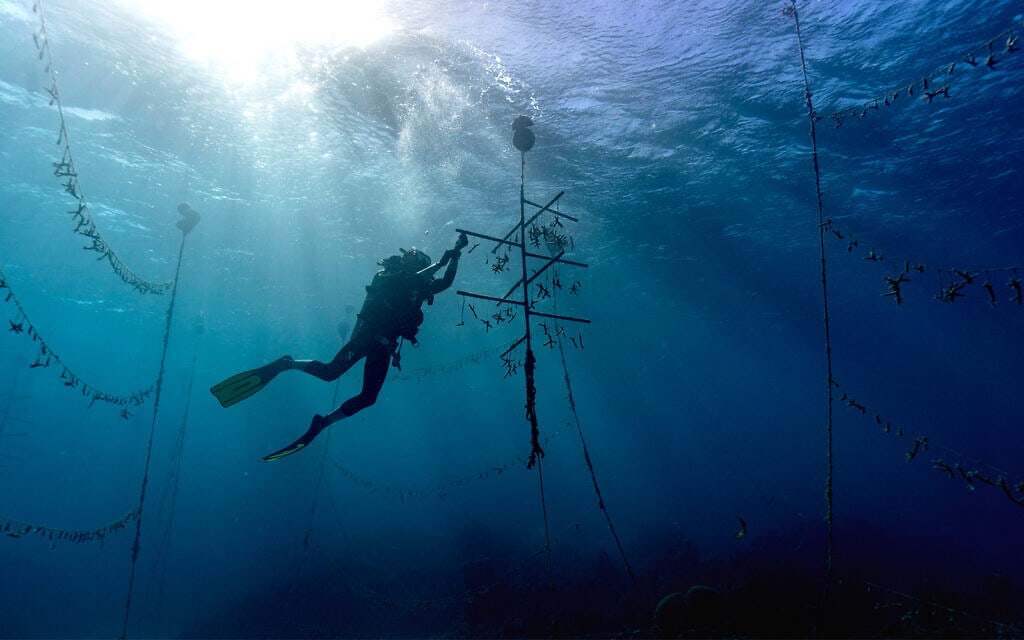 צוללן עובד במשתלת אלמוגים תת ימית בתוך שמורת הדגים באורקבסה, ג&#039;מייקה, 12 בפברואר 2019 (צילום: AP Photo/David J. Phillip)