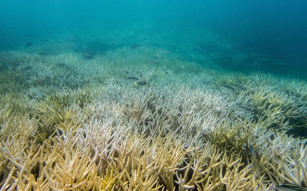 אלמוגים מולבנים בגואם ב-2017. על פי מחקר שפורסם ב-2018, התפרצויות הלבנה חמורות פוגעות באלמוגים בתדירות גבוהה פי ארבעה מאשר לפני כמה עשורים (צילום: David Burdick/NOAA via AP)