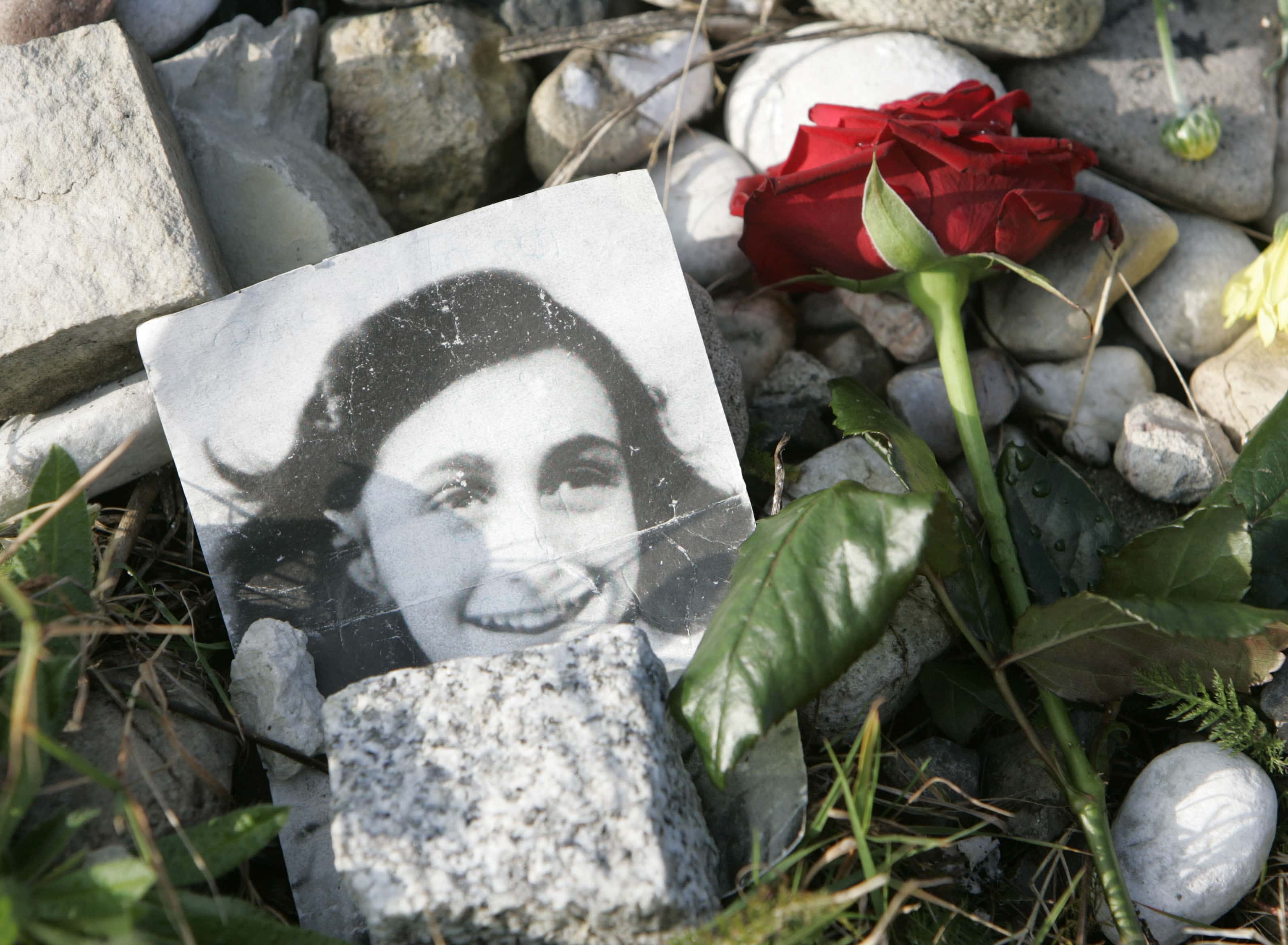 ורד אדום ותמונה של אנה פרנק מונחים על אבן ההנצחה של האחיות מרגו ואנה פרנק בברגן בלזן (צילום: AP Photo/Joerg Sarbach)